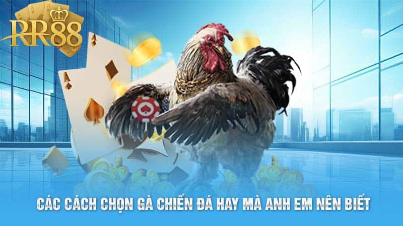 Các Cách Chọn Gà Chiến Đá Hay Mà Anh Em Nên Biết