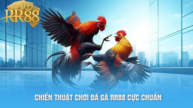 Chiến Thuật Chơi Đá Gà RR88 Cực Chuẩn