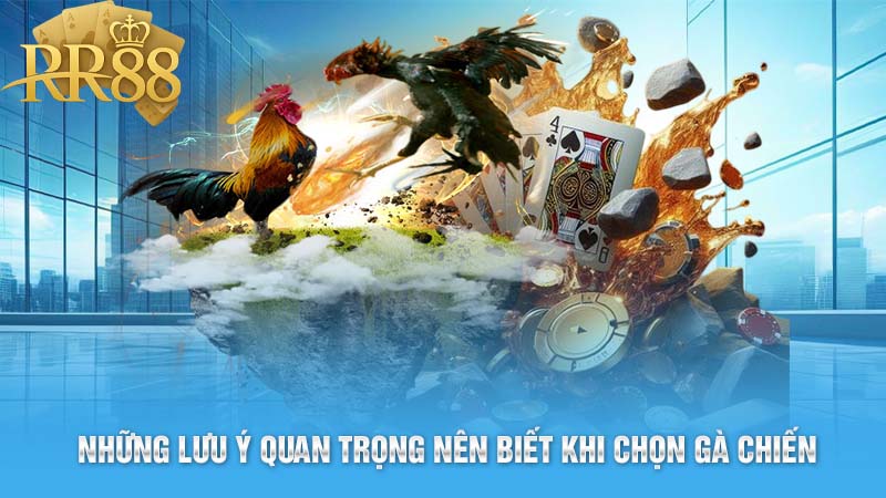 Những Lưu Ý Quan Trọng Nên Biết Khi Chọn Gà Chiến