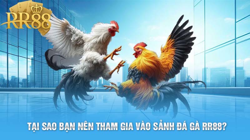 Tại sao bạn nên tham gia vào sảnh đá gà RR88?
