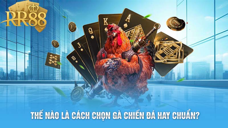 Thế Nào Là Cách Chọn Gà Chiến Đá Hay Chuẩn?